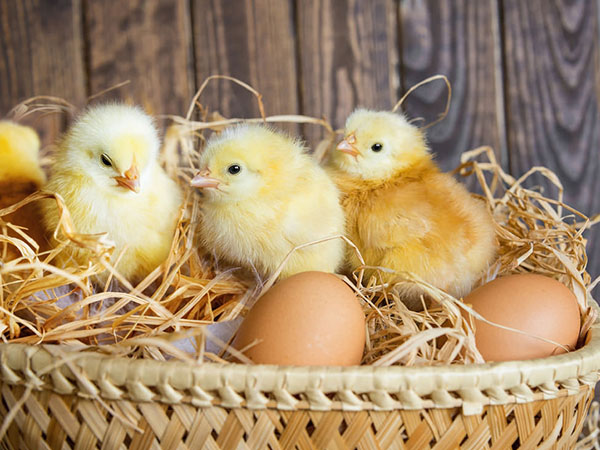 The period of using vitamins during the process of raising chickens